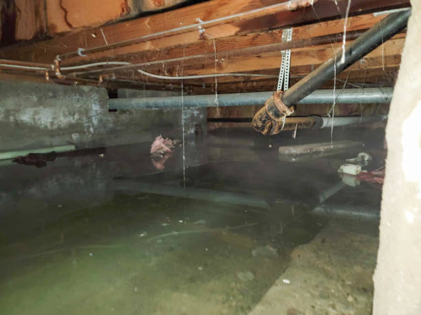 Best Flood restoration services  in Chula Vista, TX